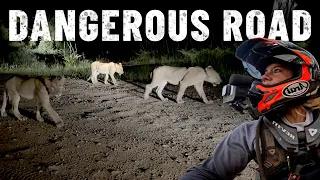 Dangerous roads in ZAMBIA 🇿🇲 LIONS everywhere! [S7-E91]