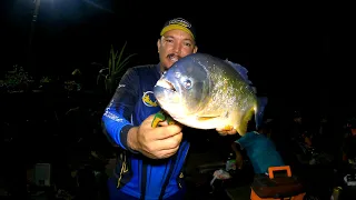 Pescaria de Piranhas gigantes, Piau inteiro de isca anzóis quebrados linhas rebentadas!