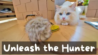 How to Play with Your Cat - Imitate Prey | The Cat Butler