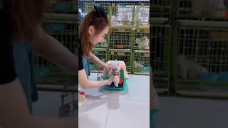 Tik Tok Chó Phốc Sóc Mini 😍 Funny and Cute Pomeranian 😍 Puppy Videos 😍