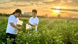 Sampaguita Farming: 1 Time Tanim, Lifetime Harvest Daily! Small Farm Lot, May Market Buong Taon!