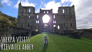 Husky gets let in to explore a historic Abbey