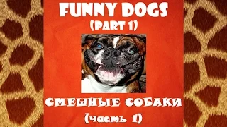 The best funny videos with funny dogs (part 1) - Лучшие смешные видео приколы про смешных собак (1)