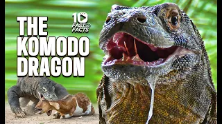 The Komodo Dragon | Living Dinosaur
