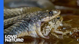 Poisonous Frog Fends Off Snake With Its Toxins