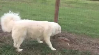 Electric fence shocks one year old puppy.