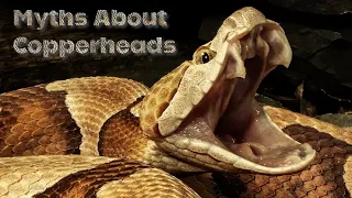 Myths about copperheads and an accident while changing the cobras water dish 🤯🤯🤯