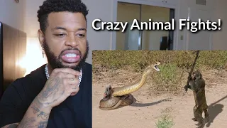 10 CRAZIEST ANIMAL FIGHTS CAUGHT ON CAMERA | Reaction