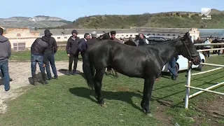 В КЧР стартовал конный переход в честь Дня карачаевского народа