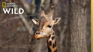 Welcoming a New Giraffe | Secrets of the Zoo