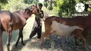 Horse Mating Cow Best Videos