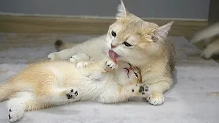 Mom cat is playing and talking with her cute kittens