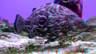 3D Action Video's "Big Fish" Anaglyph Movie