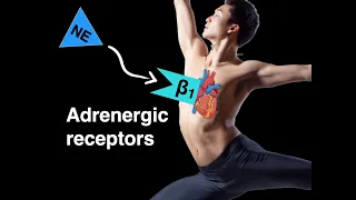 Adrenergic receptors