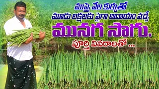 మునగ సాగు పూర్తి వివరాలు | Drumstick Cultivation Full Details | Moringa Farming | AgriTech Telugu