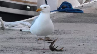 Seagull prepares live crab to have it taken away by a bully seagull