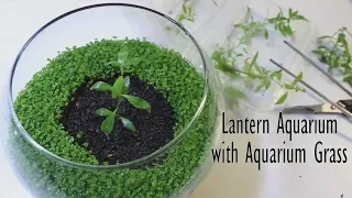 Aquarium Carpet Plant in Globe Design - Nano-Mini-Nini ( No fish)