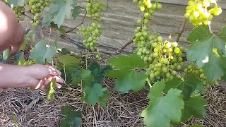 виноград Заря несветая нормировка гроздьями взрослого куста