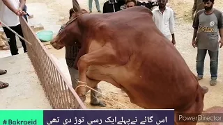 Angry Cow Qubani 2021 | Dangerous Cow Qubani | Anari Qasai