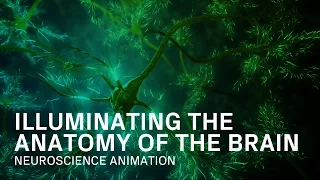 Anatomy of the Brain - Medical Animation