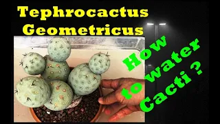 Tephrocactus Geometricus ( How to water Cacti )(Watering Cactus )(When and How To Water Cacti )