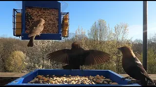 Courting Cowbirds with a unique sound