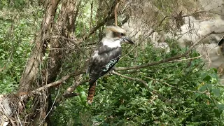 Kookaburra foraging on hot day in Gardiners Creek, Melbourne, Australia 11 March 2024