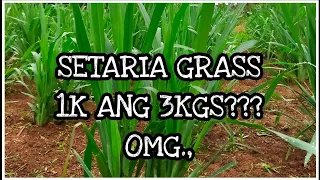 Ganito pala kamahal PRICE ng Setaria sa Online??/Lowmadz Agri Tv