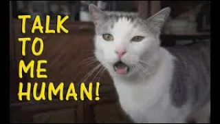 Funny Cats Talking and Yelling Like Humans