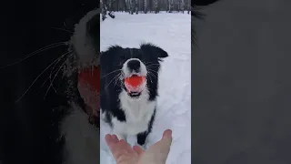 Три трюка с деревом #bordercollie #tricks #dogplaying