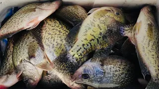 CREEK CRAPPIE FISHING 101🎣LIMIT IN JON BOAT‼️ CREEK CRAPPIE 2024‼️