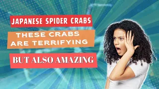 Japanese Spider Crabs: Can They Really Grow Back Lost Limbs? #spidercrab  #amazinganimals #fact
