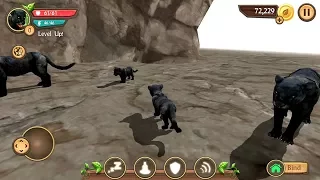 Wild Panther Sim 3D Android Gameplay HD #4
