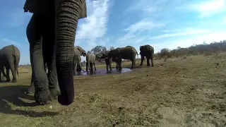 Elephant inspects gopro