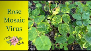 🌹 Rose Mosaic Virus (RMV) in Roses