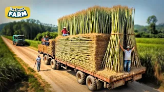 How Bamboo Products Are Made: From Planting Bamboo to Toothbrush Factory