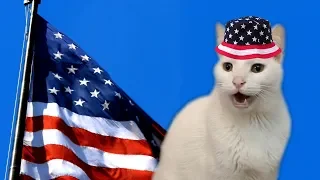 United States of America's National Anthem by Cats