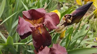 Виды ирисов -- types of irises