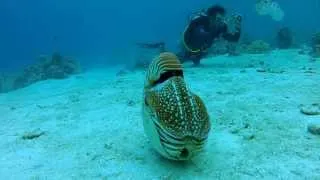 Palau Chambered Nautilus