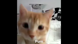 Cat slap