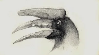 How to Draw the Rhinoceros Hornbill: Full-length Sketch