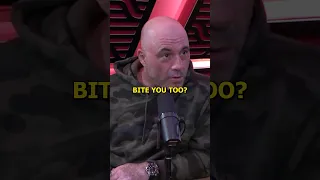 They Don't Really Understand Martial Arts - Joe Rogan