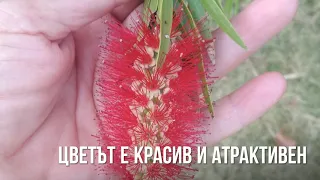 Красавица от Австралия!Червена четка-Калистемон!Callistemon  !