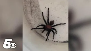 Arkansas Tarantula season coming to an end