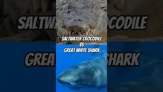 Saltwater Crocodile vs Great White Shark #shorts #youtube #edit #vs #animals #tiktok #water #life