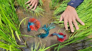 Amazing Fount a lot Halfmoon Betta Fish, Galaxy Betta Fish, Cuppy Betta Fish on Rice Field