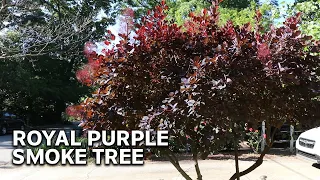 All About Royal Purple Smoke Tree