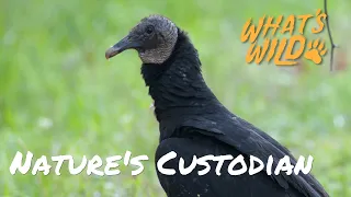 Meet Nature’s Cleanup Crew - Turkey Vultures | What's Wild