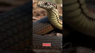 Snake detection theory