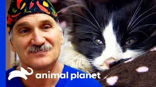 "They Say Cats Have 9 Lives... He's Used 7 Of Them!" | Dr Jeff: Rocky Mountain Vet